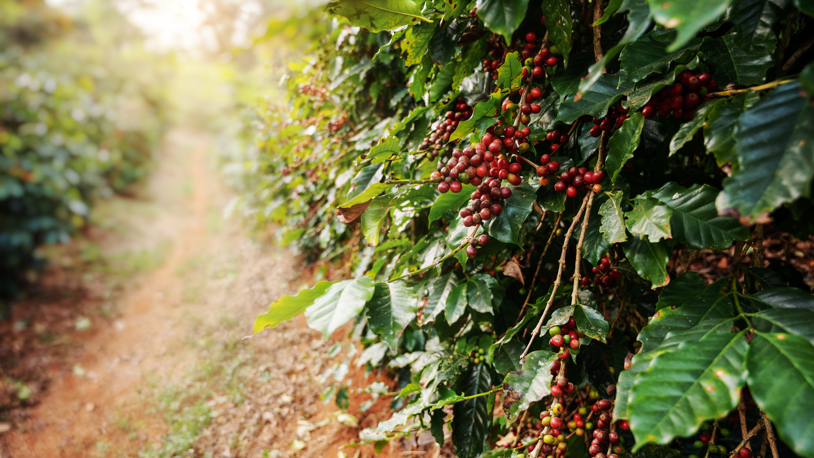 Can You Grow Coffee in Tennessee