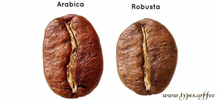 What Coffee Brands Use Robusta Beans